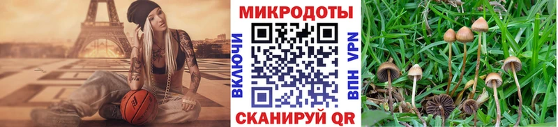 дарнет шоп  Новотитаровская  Псилоцибиновые грибы Cubensis 
